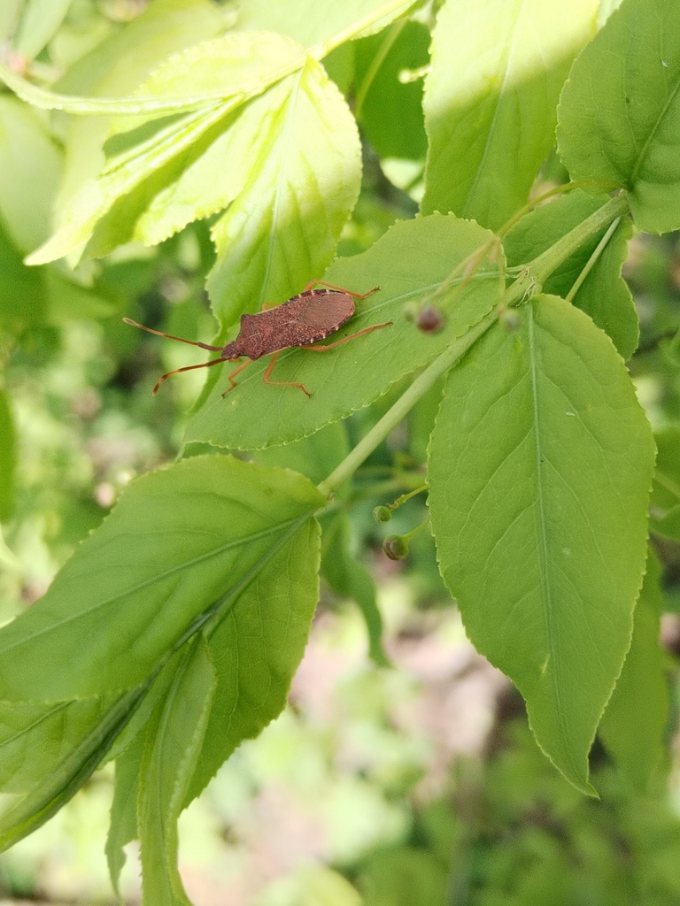 Box Bug from Козелкино, Брянская обл., Россия, 241560 on April 28, 2024 ...