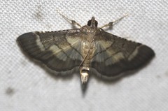 Spilomelini