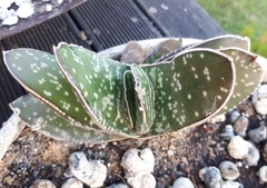 Gasteria