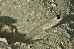 Ctenogobiops feroculus