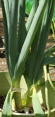 Allium porrum