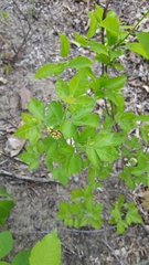 Rhus aromatica aromatica