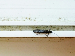 Plecoptera