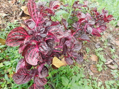 Iresine diffusa herbstii