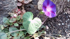 Ipomoea purpurea