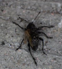 Lachnopus floridanus