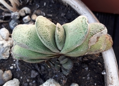 Gasteria