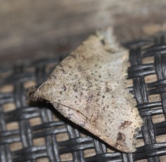 Lithilaria proestans