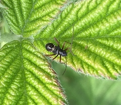 Miris striatus