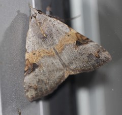 Avatha discolor