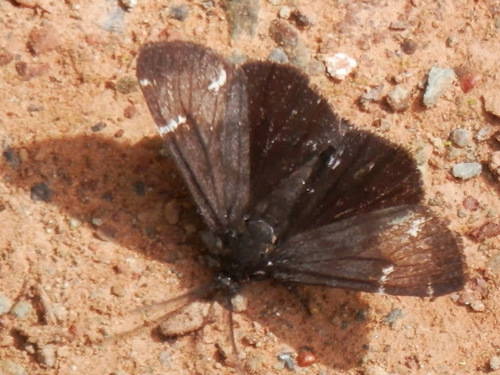 California Tiger Moth photo 4