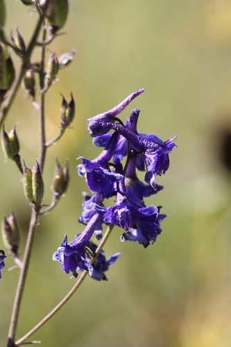 Sierra larkspur