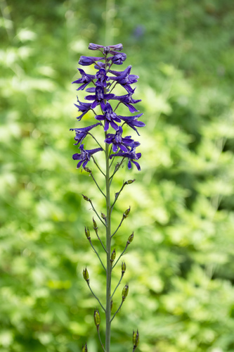 Sierra larkspur
