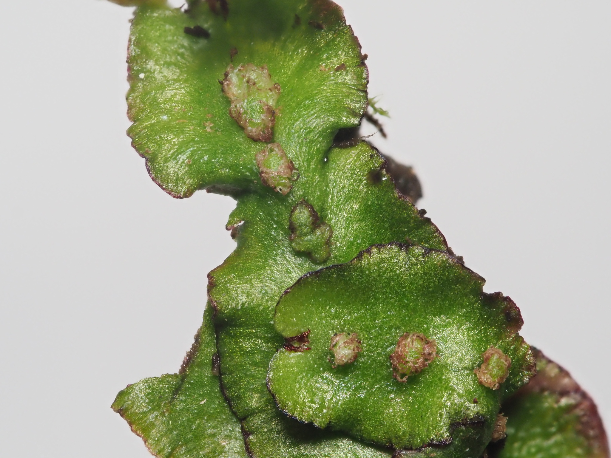 Plagiochasma cordatum
