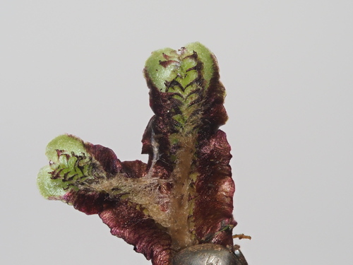 Plagiochasma cordatum