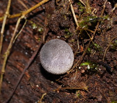 Lycoperdon subincarnatum