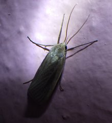 Rupela