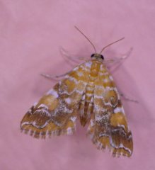 Elophila nebulosalis