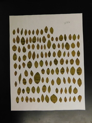 Claytonia crawfordii