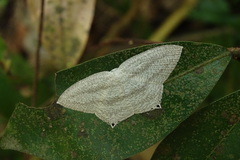 Acropteris ciniferaria