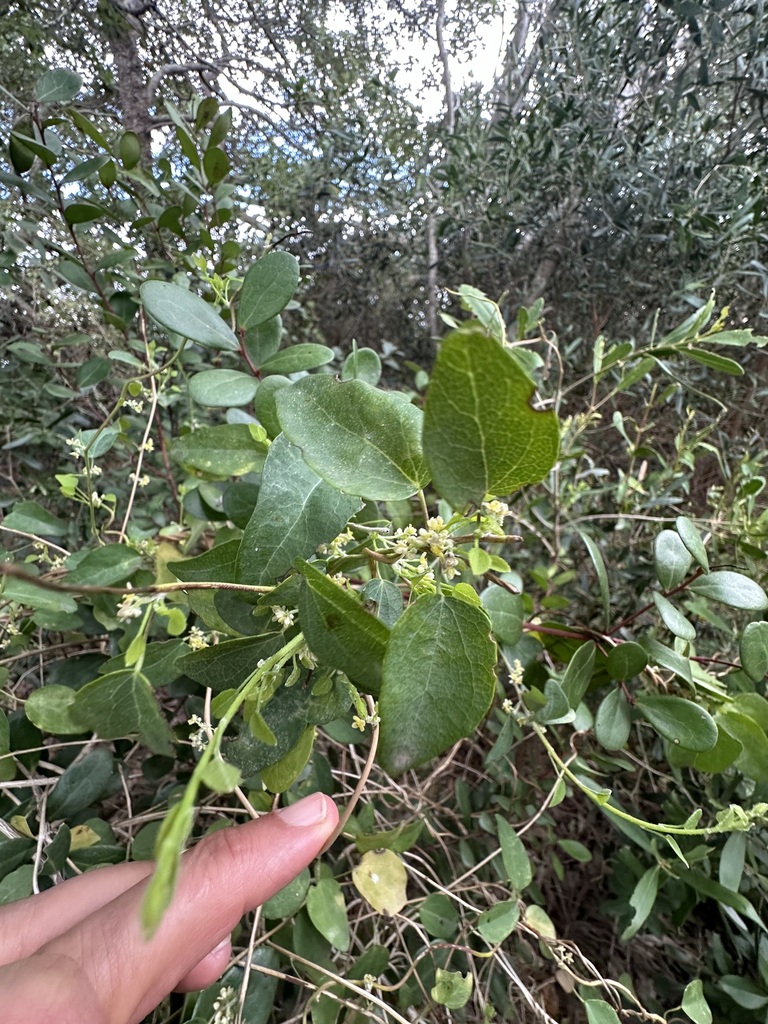 Cape Moonseed Vine from Overberg District Municipality, South Africa on ...