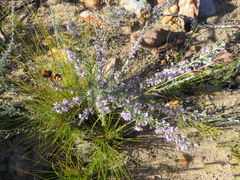 Amphithalea violacea