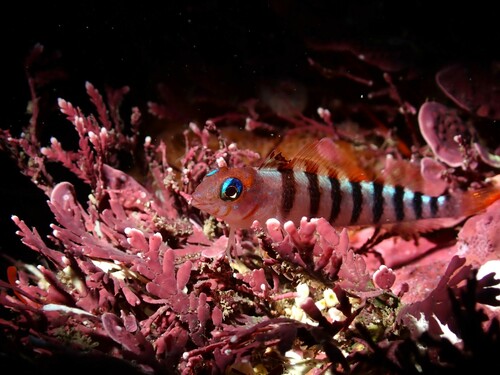 Blue-eyed triplefin (Notoclinops segmentatus) — Tripterygiidae — 2