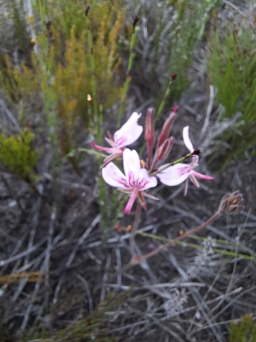 Image of Pelargonium dipetalum by (c) Eugene Hahndiek, some rights reserved (CC BY-SA)