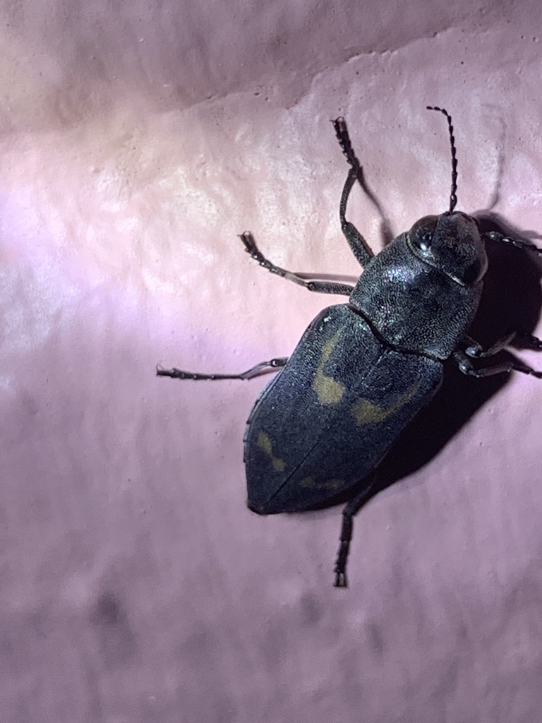 Melanophila notata
