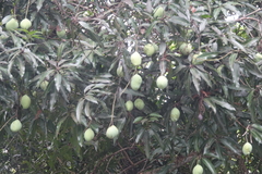 Mangifera indica