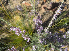 Amphithalea violacea