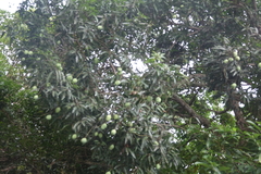 Mangifera indica