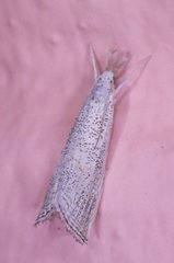 Haimbachia squamulellus