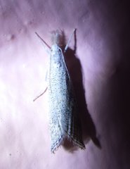 Haimbachia squamulellus