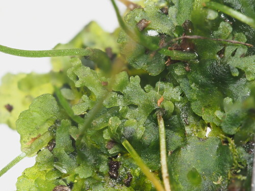 Image of Carolina Hornwort (Phaeoceros carolinianus) by (c) Kevin Faccenda, some rights reserved (CC BY)