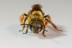 Eucera dubitata