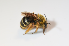 Eucera dubitata