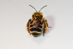 Eucera dubitata