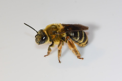 Eucera dubitata
