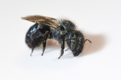 Osmia collinsiae
