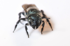 Osmia collinsiae