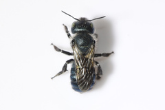Osmia collinsiae