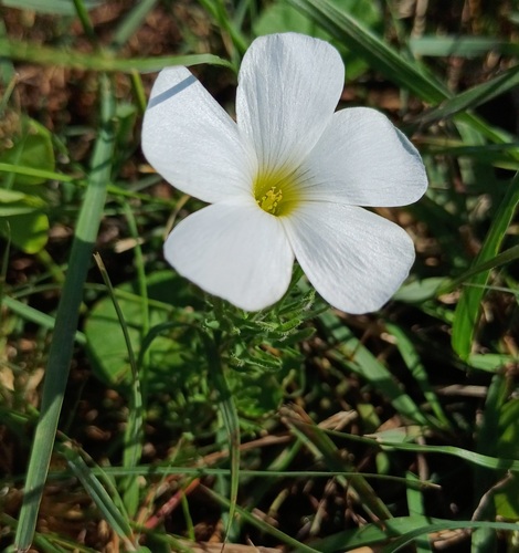 Oxalis bifurca (Oxalis bifurca)