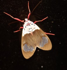 Amerila crokeri