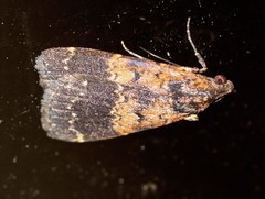 Hydrillodes dimissalis