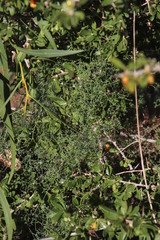 Asparagus declinatus