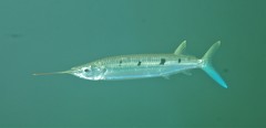 Hemiramphus far