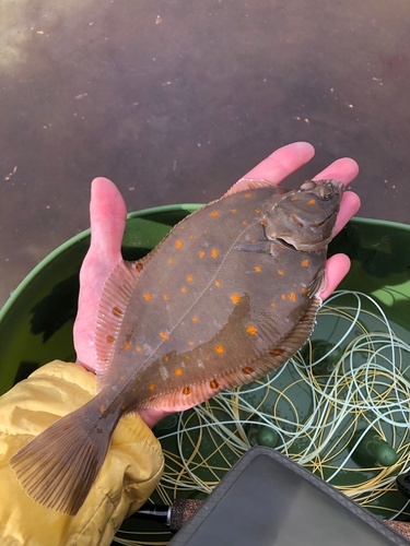 European plaice (Pleuronectes platessa) — Pleuronectidae — 4