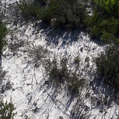 Thamnochortus punctatus