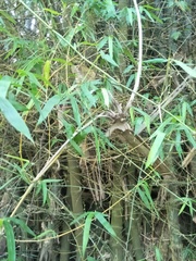 Bambusa stenostachya